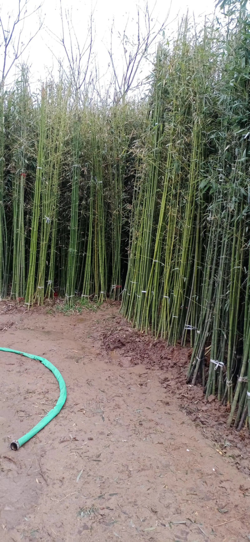 江苏基地大量批发青竹，青竹苗，旱园竹，竹子价格