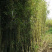 江苏基地大量批发青竹，青竹苗，旱园竹，竹子价格