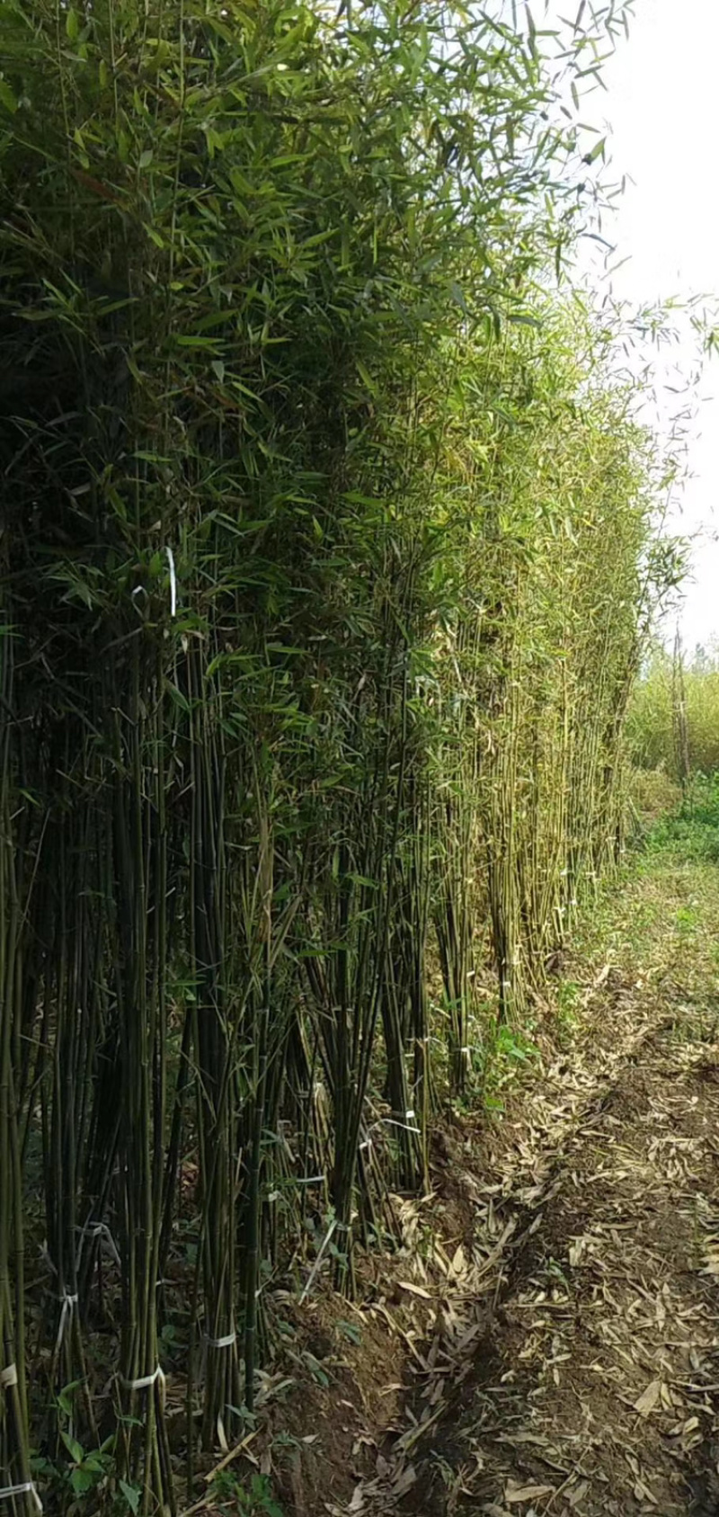 江苏基地大量批发青竹，青竹苗，旱园竹，竹子价格