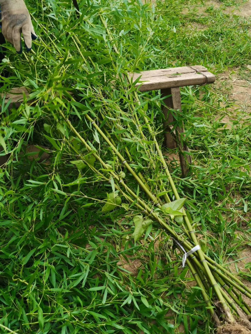 江苏基地大量批发青竹，青竹苗，旱园竹，竹子价格