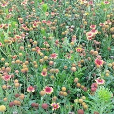 园林绿化，花卉种秄
