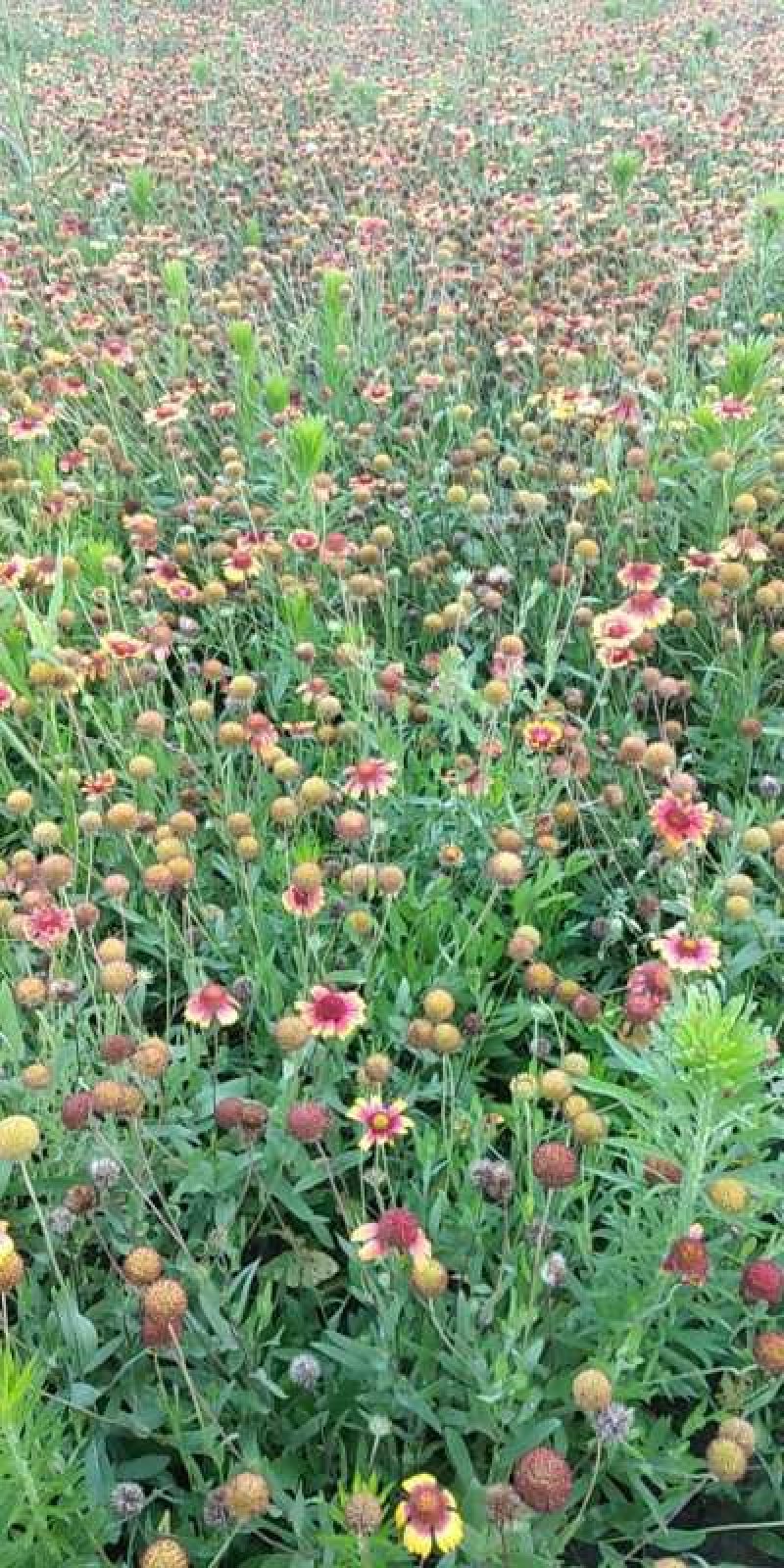 园林绿化，花卉种秄