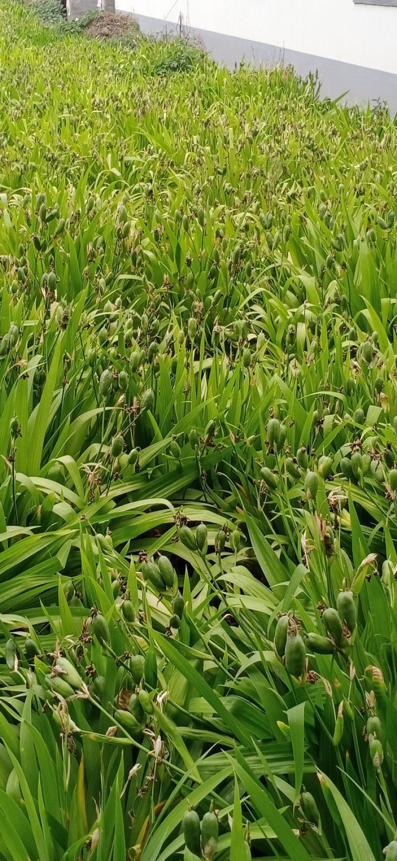 园林绿化，花卉种秄
