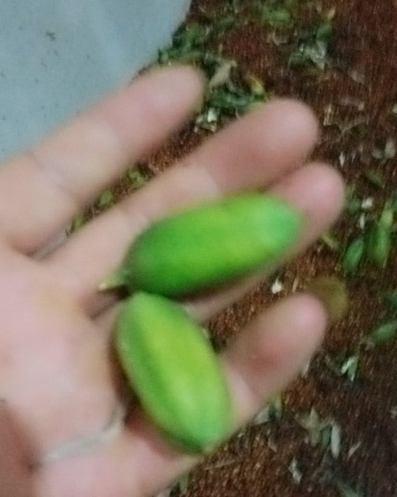 鸢尾