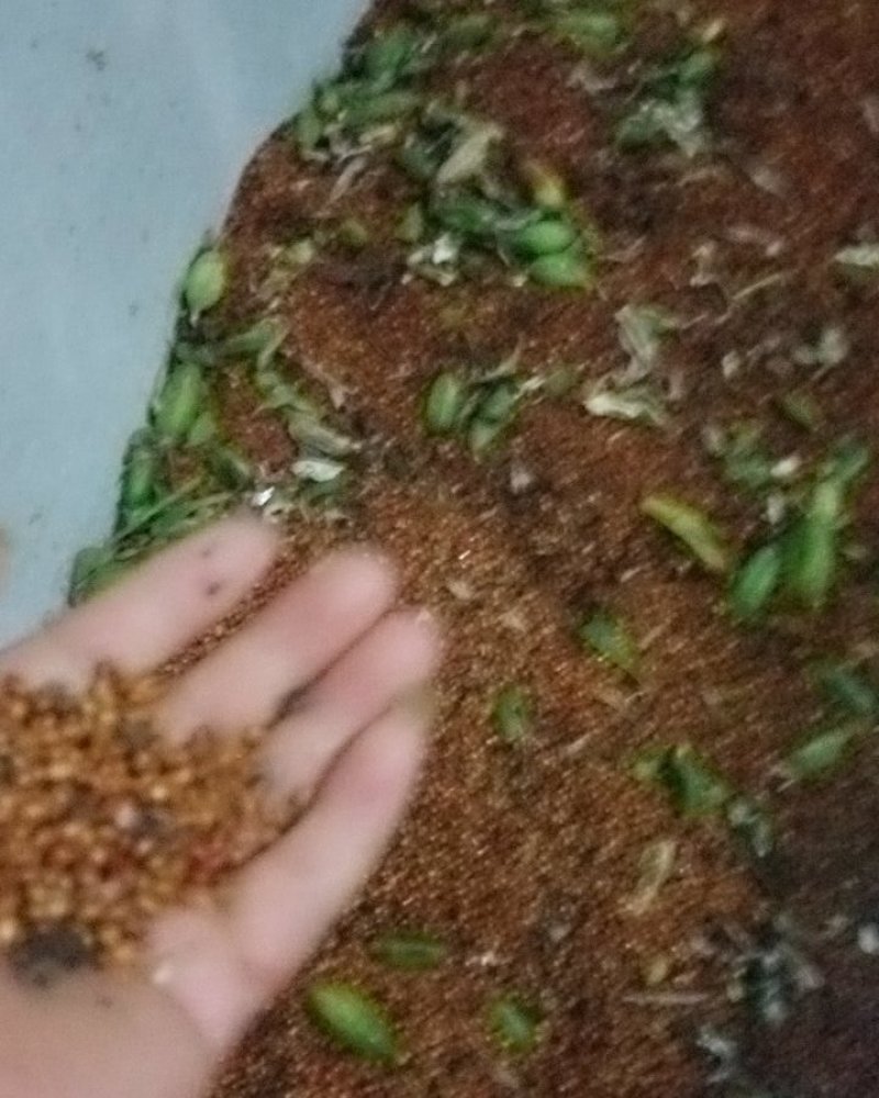 鸢尾