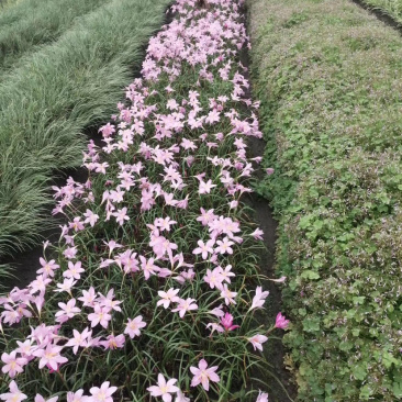 韭兰，风雨兰，葱兰，