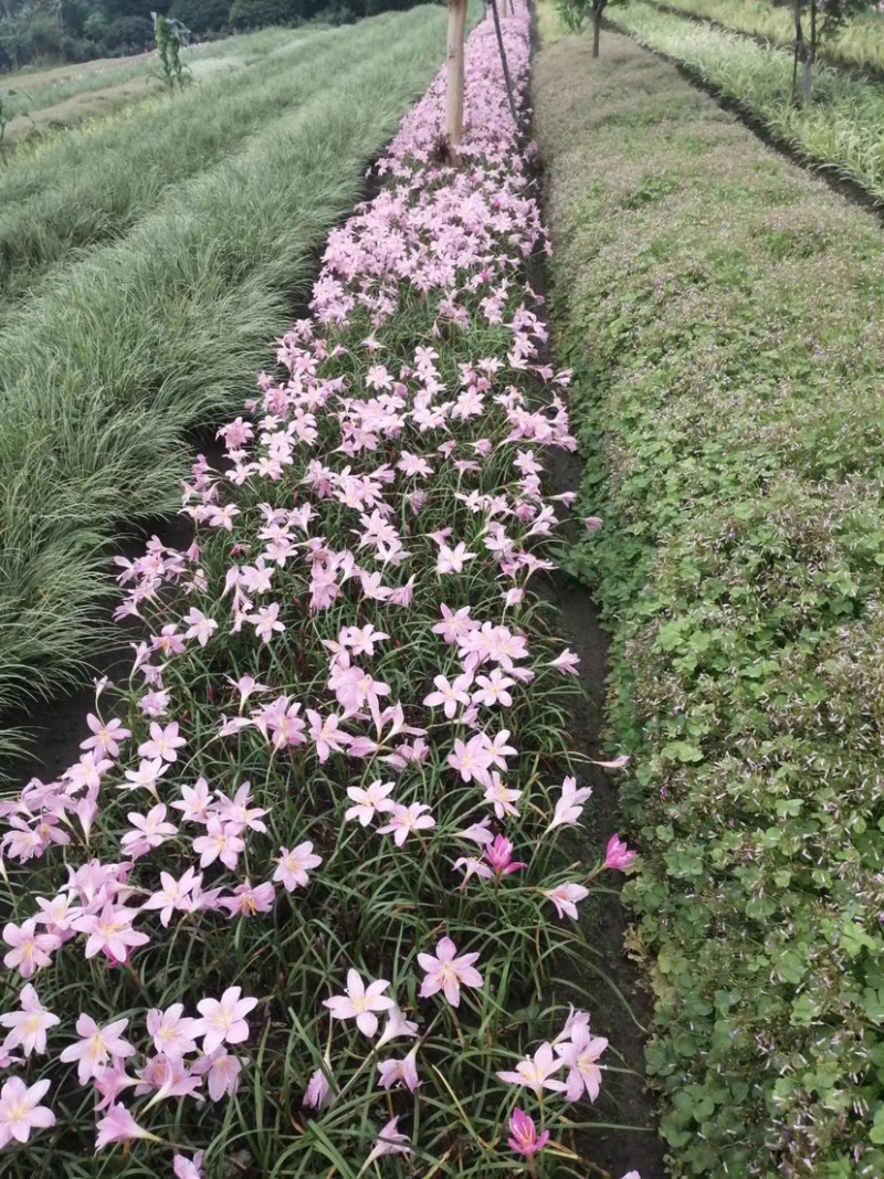 韭兰，风雨兰，葱兰，
