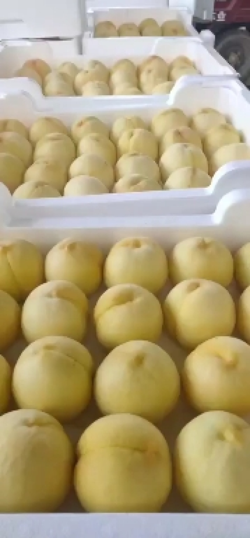 沂蒙山蜜桃白桃大量上市货源充足来电价格更优惠