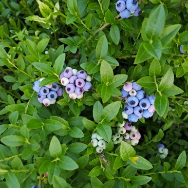 美登蓝莓