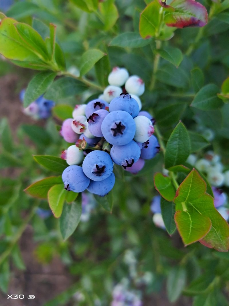 美登蓝莓