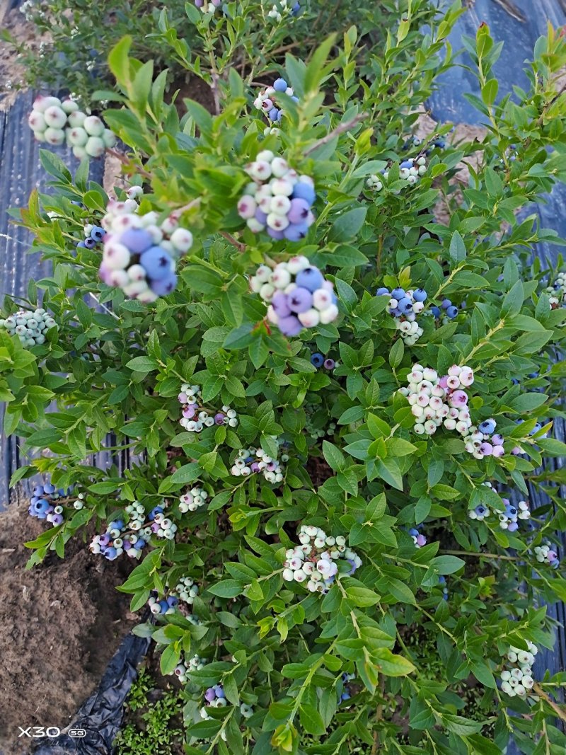 美登蓝莓