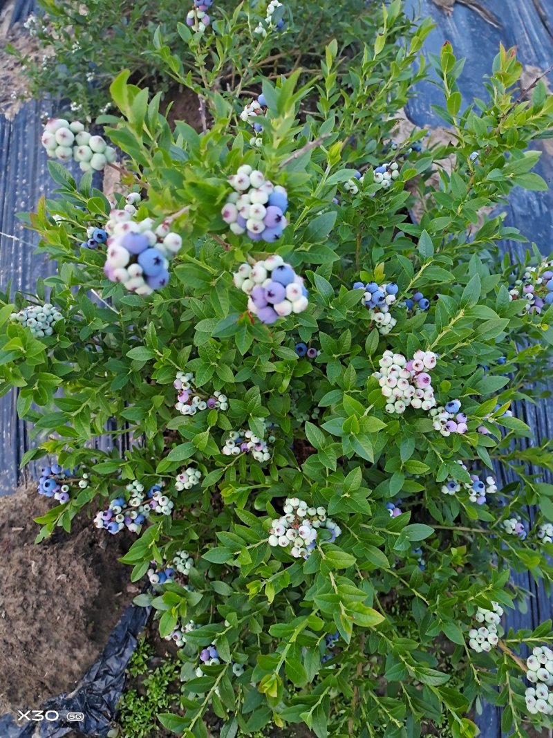 美登蓝莓