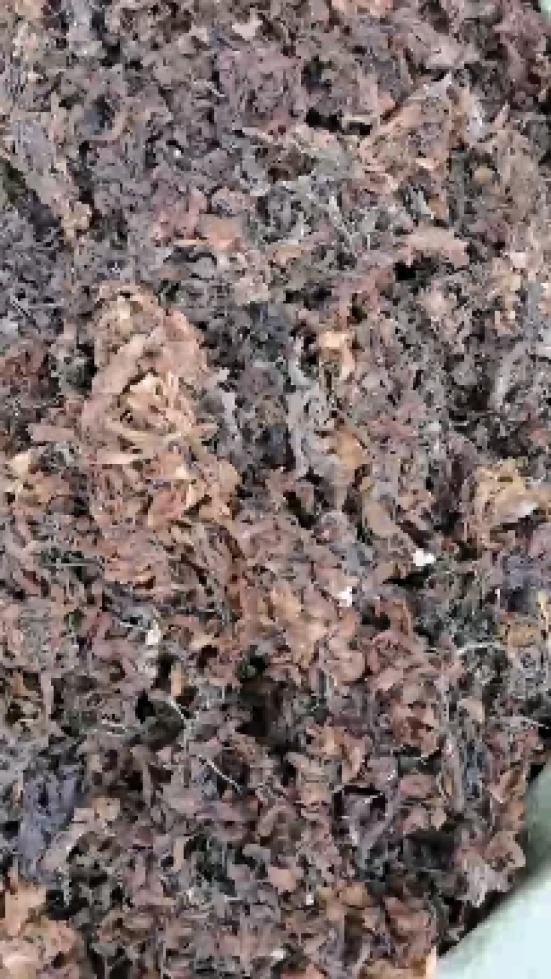 海藻水洗没泥沙干净货源充足