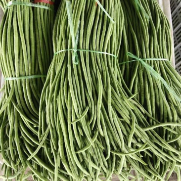 长豆角大量供应