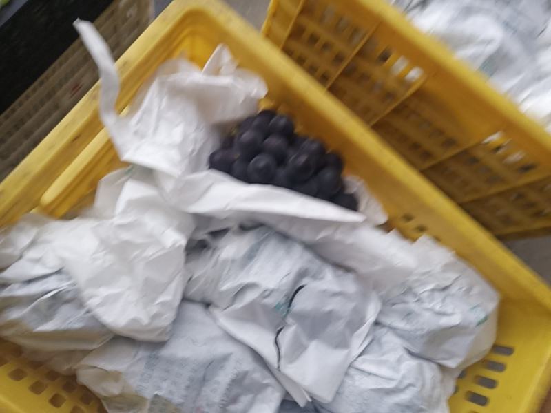 城固县葡萄现货很甜品种多2斤以上口感很甜现货