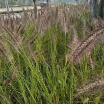 狼尾草狼尾草种子紫穗狼尾草种子多年生四季播种耐寒北方易播