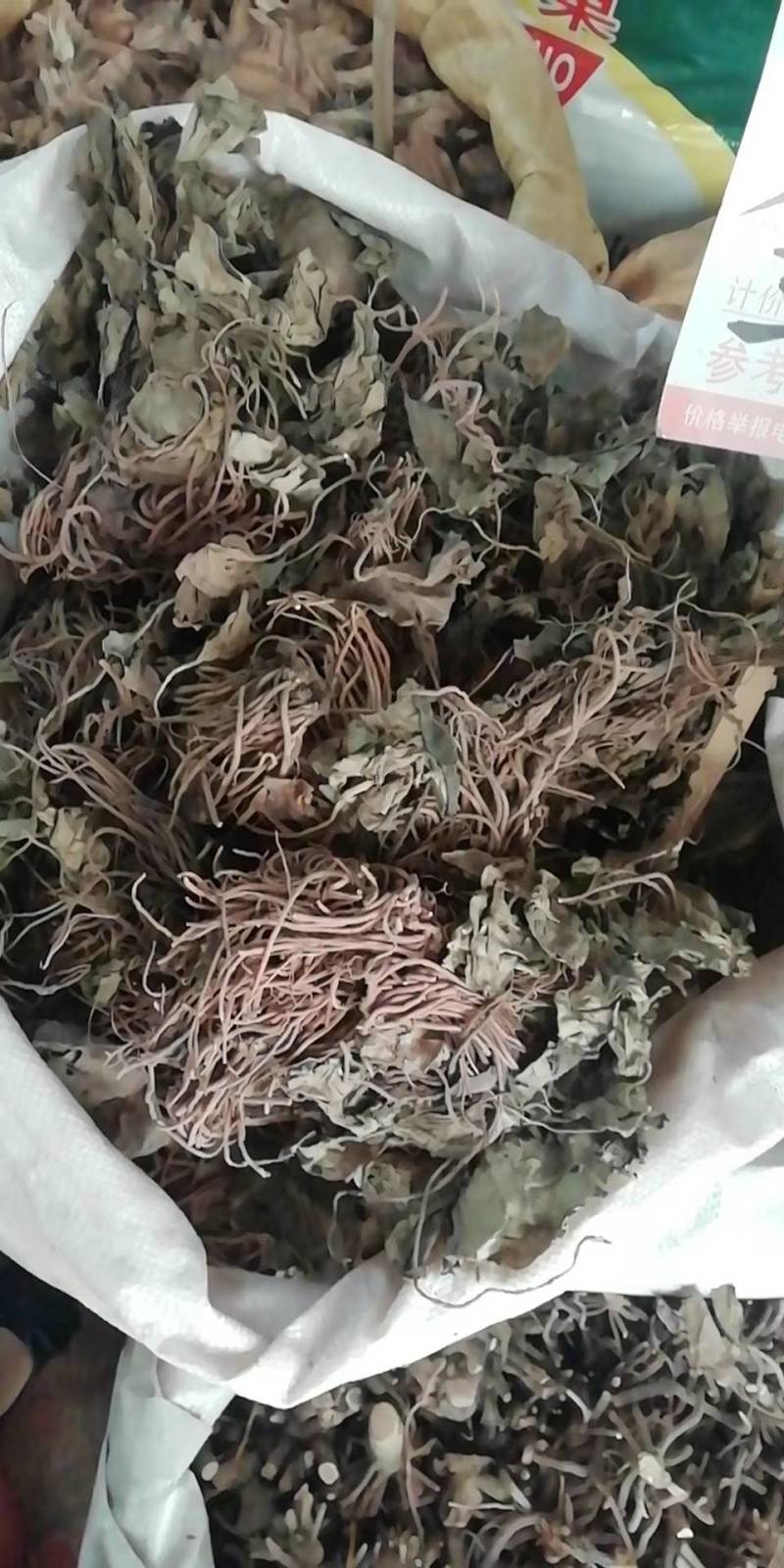新货金耳环批发加零售