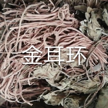 新货金耳环批发加零售