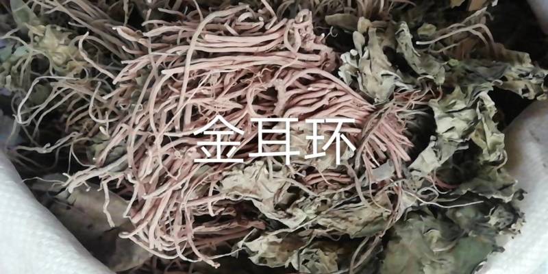 新货金耳环批发加零售