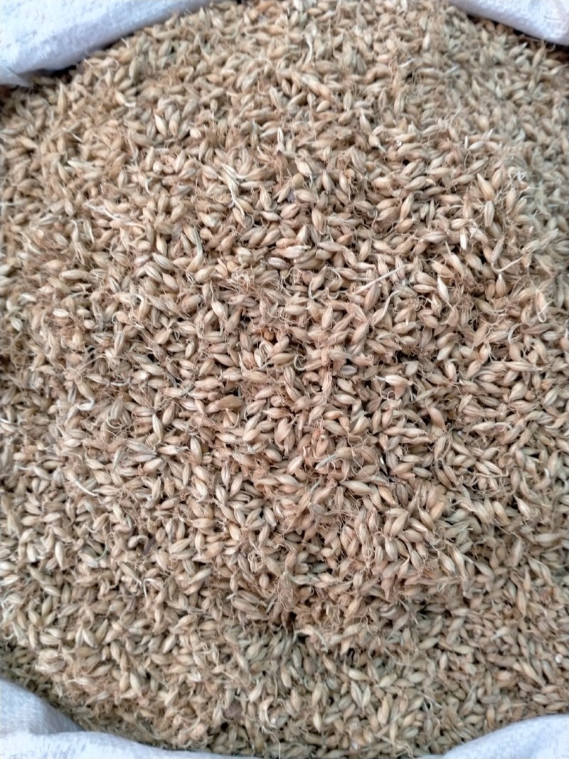 麦芽颜色好含量高各种规格一手货源价格优！