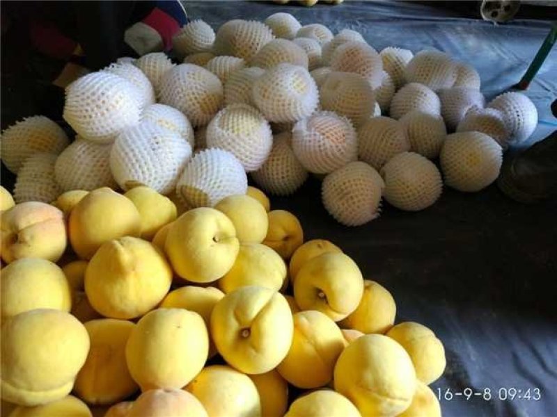 大量黄金冠黄桃4个头7月25号上市