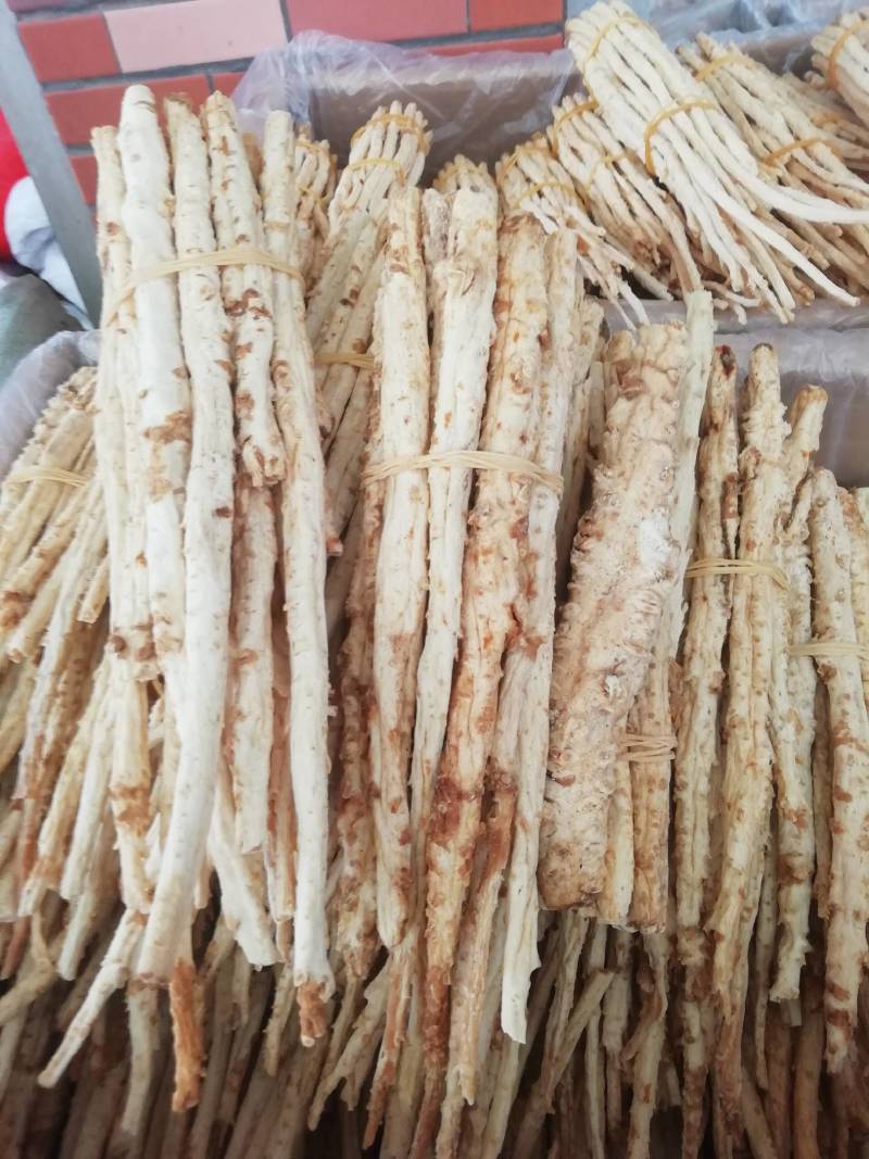 沙参，沙参批发加零售