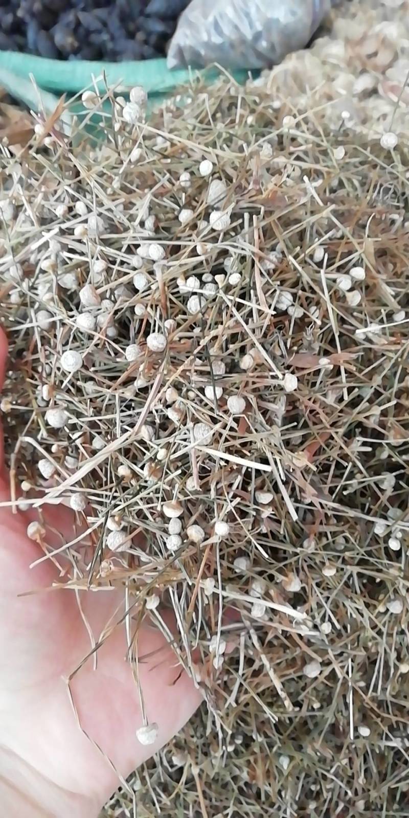 谷精草，谷精草批发加零售