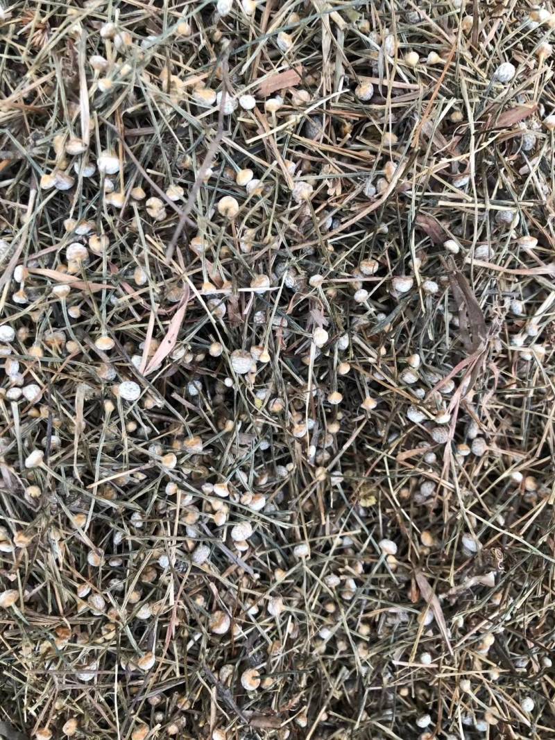 谷精草，谷精草批发加零售