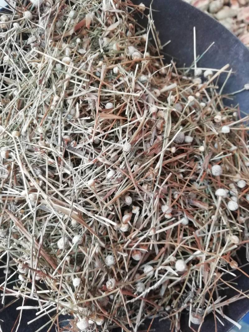 谷精草，谷精草批发加零售