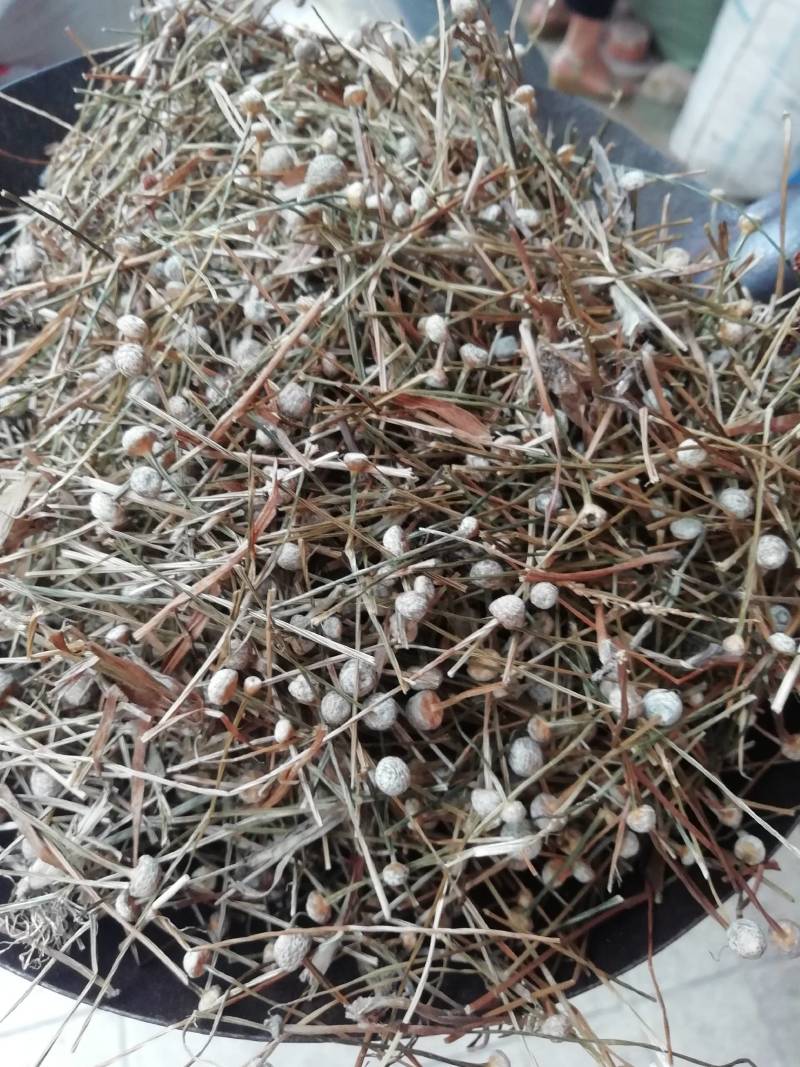 谷精草，谷精草批发加零售