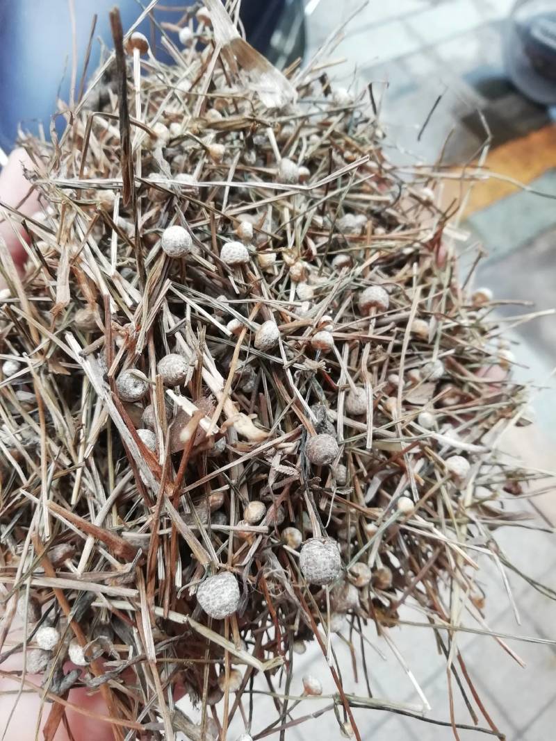 谷精草，谷精草批发加零售