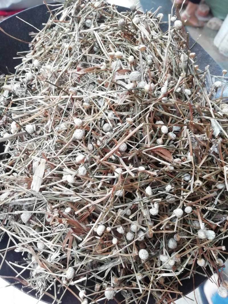 谷精草，谷精草批发加零售