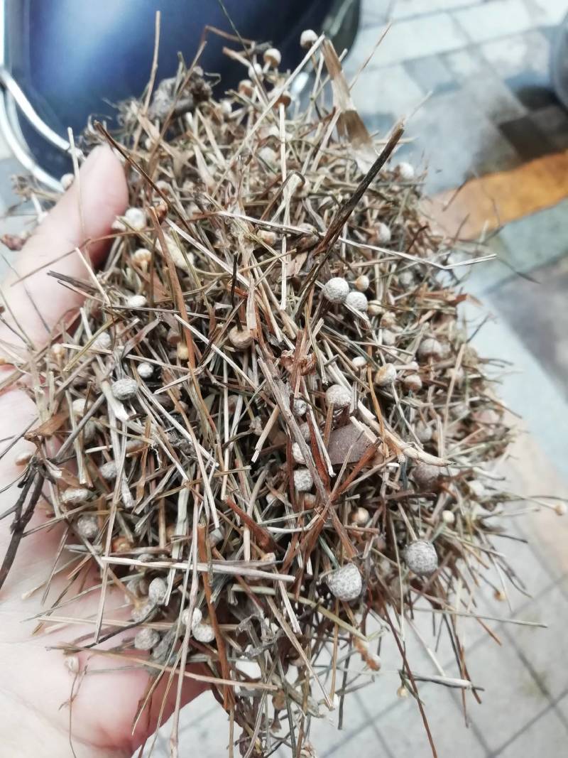 谷精草，谷精草批发加零售