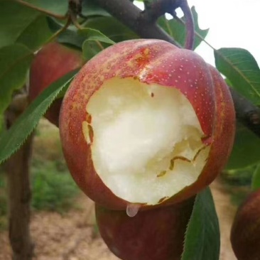 陕西大荔彩虹梨大量库存出库中，欢迎洽谈合作