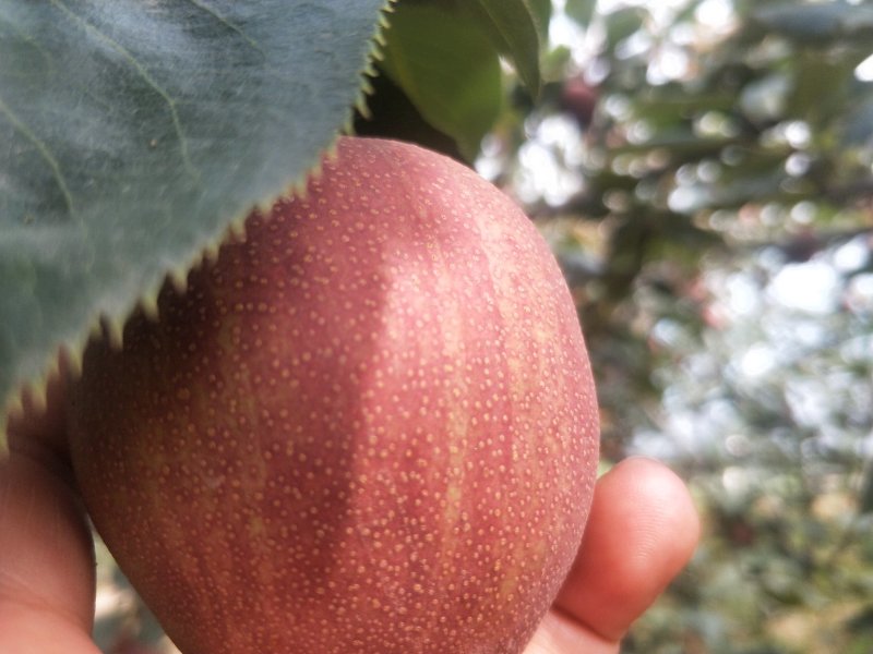 陕西大荔彩虹梨大量库存出库中，欢迎洽谈合作