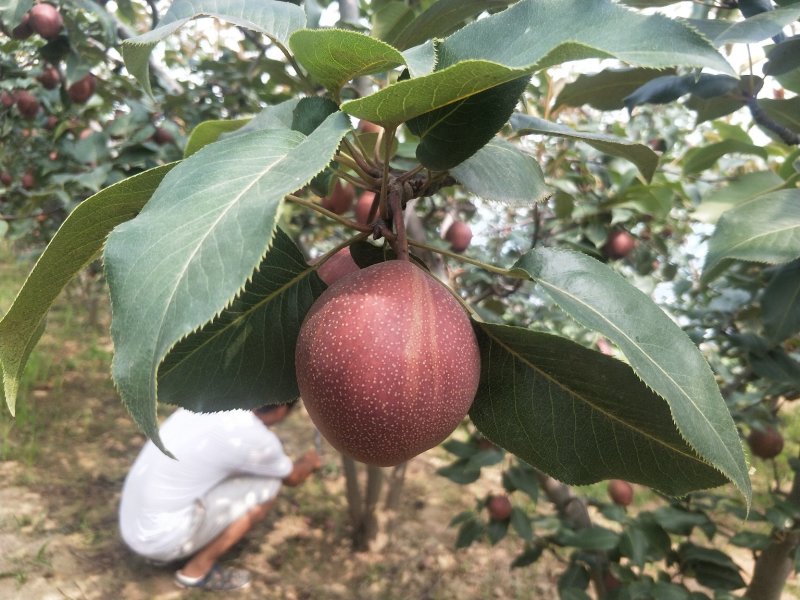 陕西大荔彩虹梨大量库存出库中，欢迎洽谈合作
