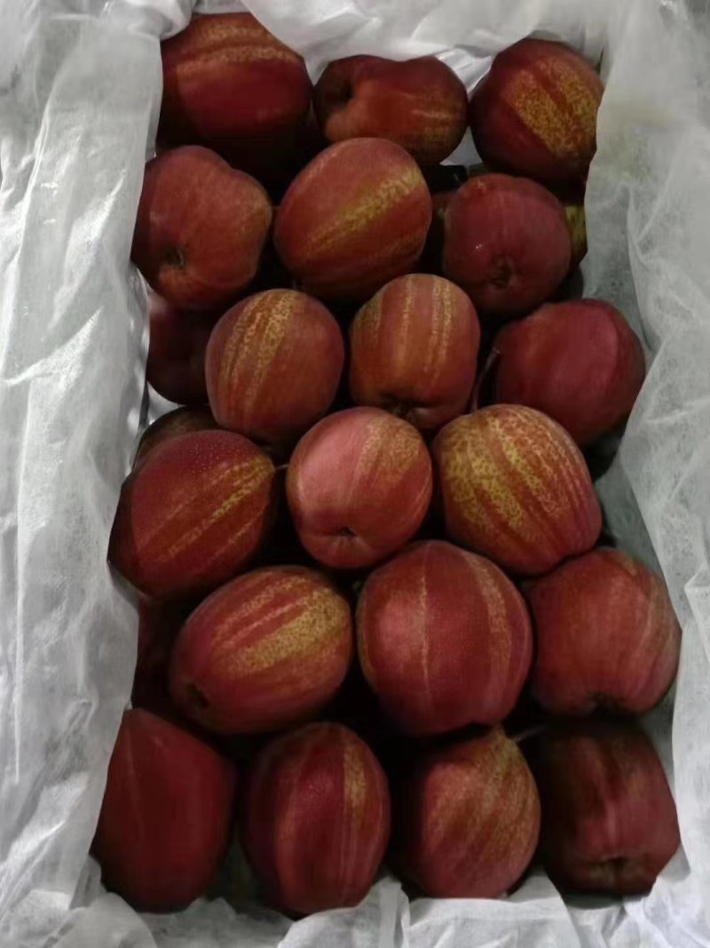 陕西大荔彩虹梨大量库存出库中，欢迎洽谈合作