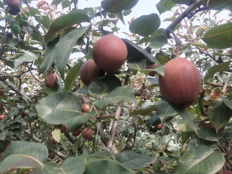 陕西大荔彩虹梨大量库存出库中，欢迎洽谈合作