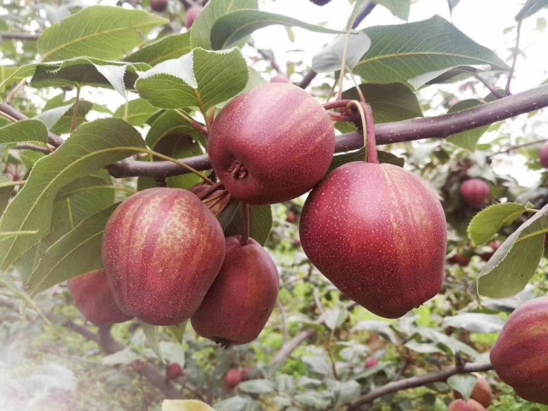 陕西大荔彩虹梨大量库存出库中，欢迎洽谈合作
