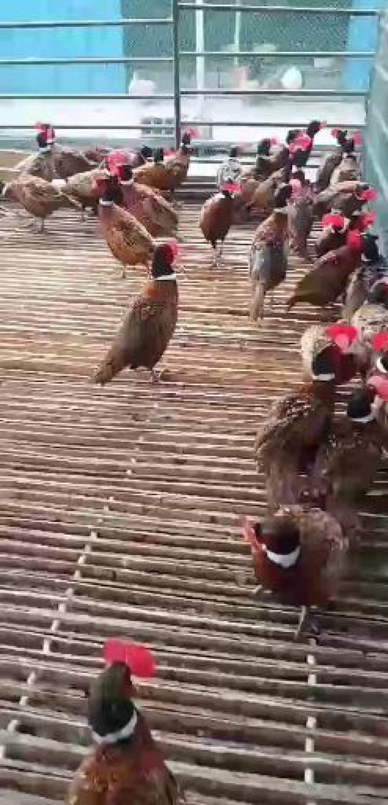 七彩山鸡出售，个大，体肥，