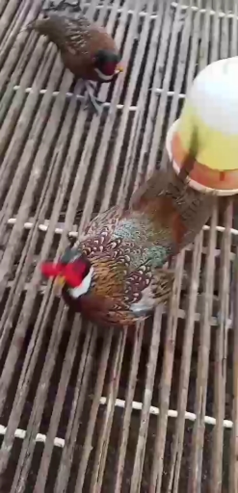 七彩山鸡出售，个大，体肥，