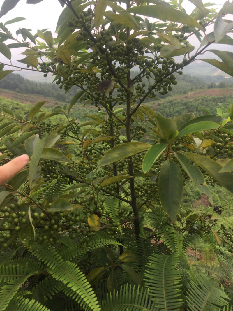 【木姜子】山胡椒大量供应质量保证一手货源