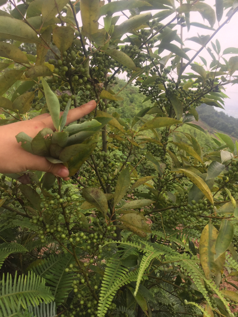 【木姜子】山胡椒大量供应质量保证一手货源