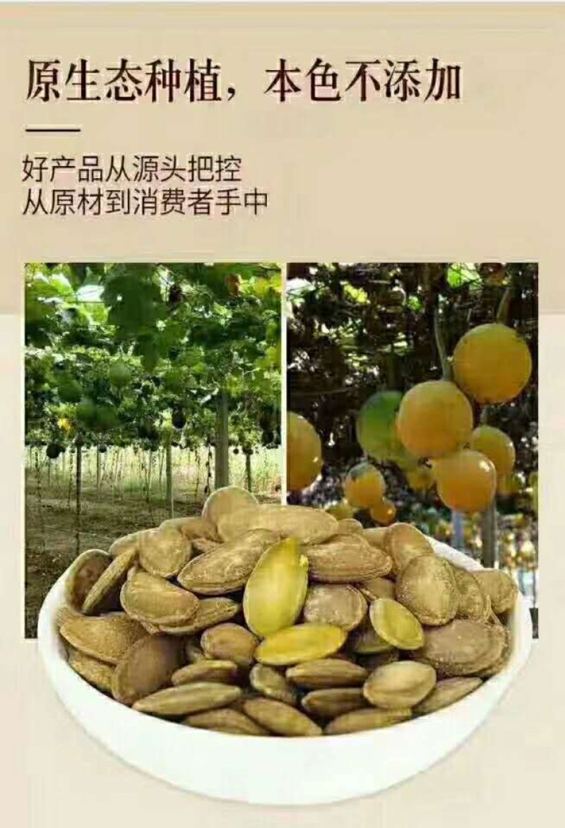 瓜子，香瓜子，瓜蒌籽，9号品种
