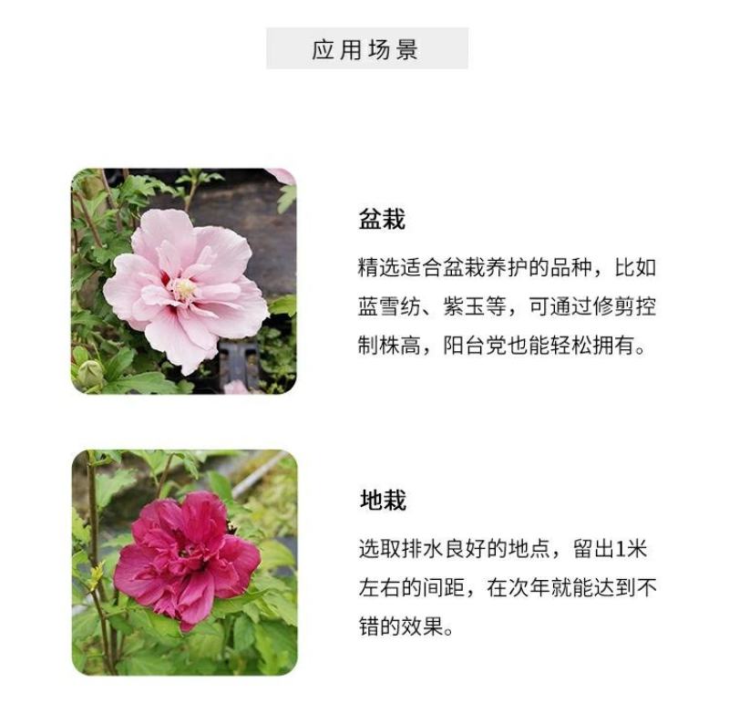 木槿花卉盆栽树苗蓝莓冰沙紫玉薰衣草雪纺重瓣耐热