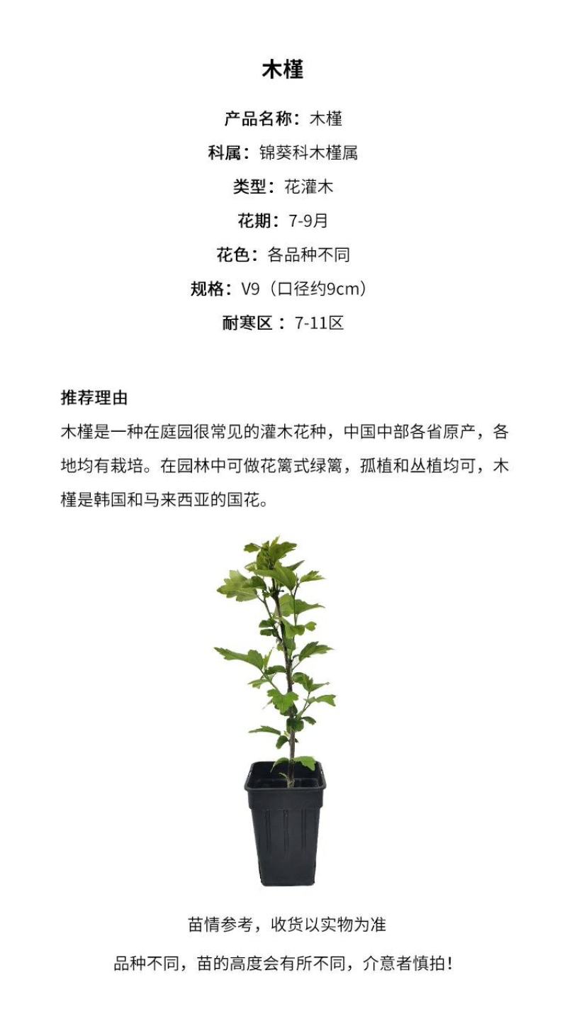 木槿花卉盆栽树苗蓝莓冰沙紫玉薰衣草雪纺重瓣耐热