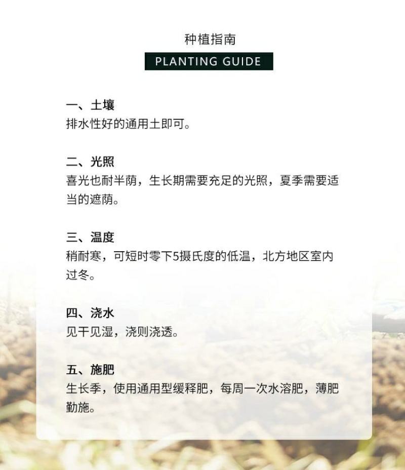 木槿花卉盆栽树苗蓝莓冰沙紫玉薰衣草雪纺重瓣耐热