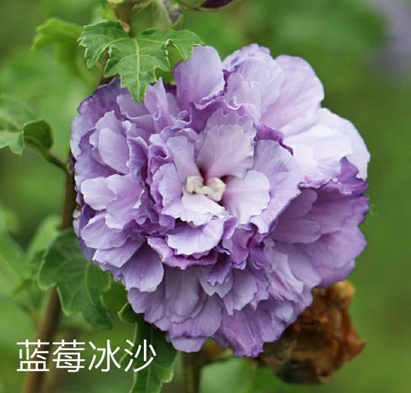 木槿花卉盆栽树苗蓝莓冰沙紫玉薰衣草雪纺重瓣耐热