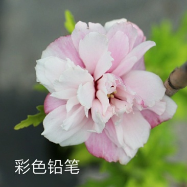 木槿花卉盆栽树苗蓝莓冰沙紫玉薰衣草雪纺重瓣耐热