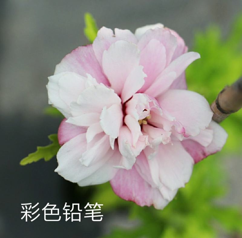 木槿花卉盆栽树苗蓝莓冰沙紫玉薰衣草雪纺重瓣耐热